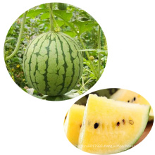 Quality Tropical Fruit  Hybrid F1 Yellow Flesh Round  Watermelon Seeds